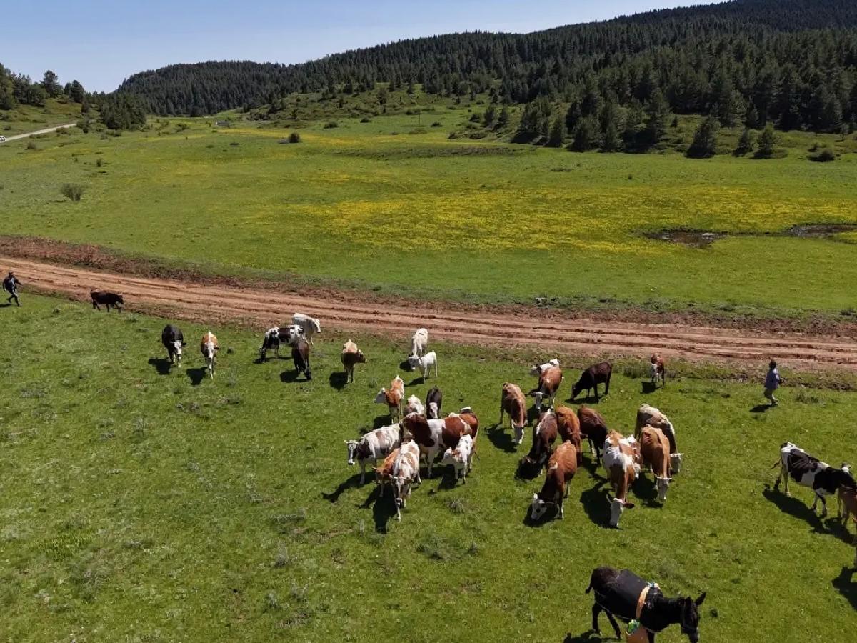 Yapraklı Yaylası’nda Düğün Çiçekleri Açtı