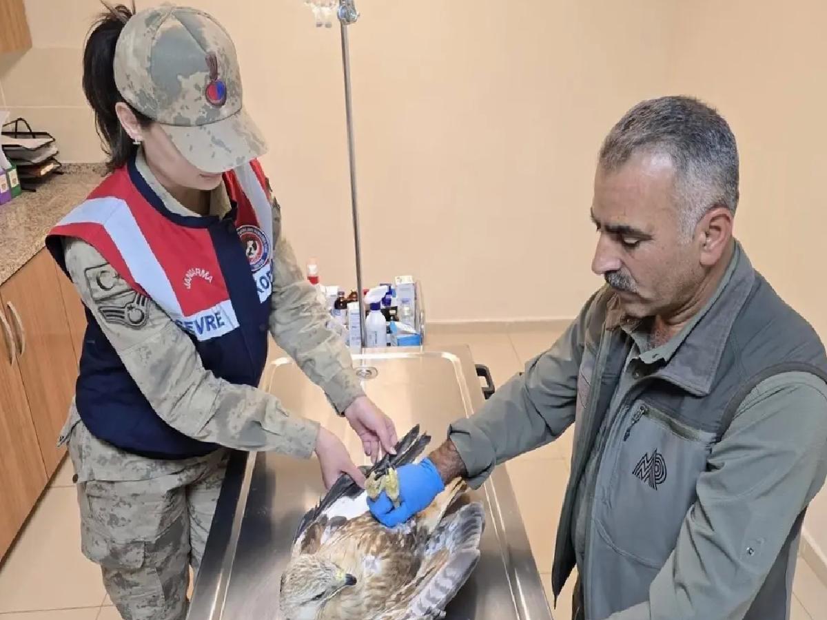 Yaralı Kartal Tedavi Altına Alındı