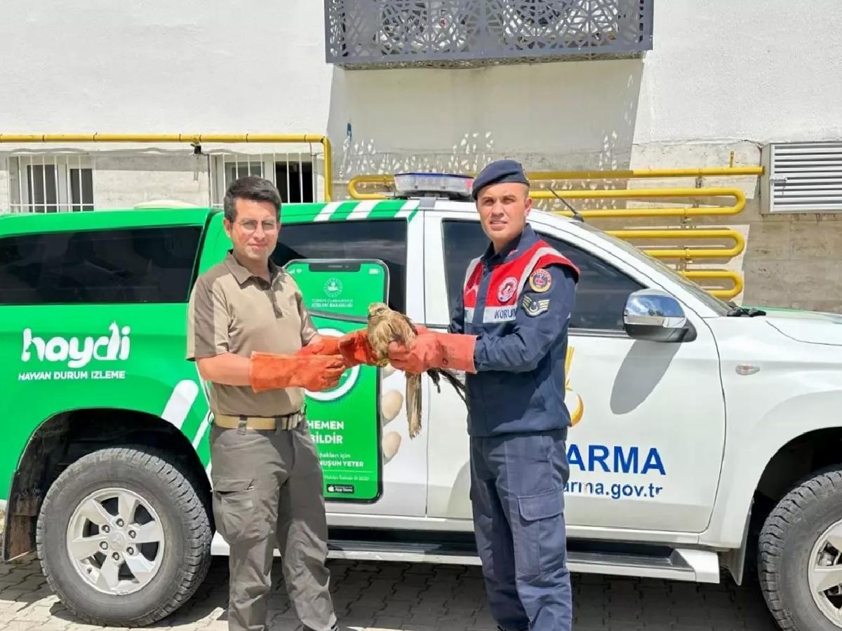 Yaralı Kızıl Şahin Koruma Altında
