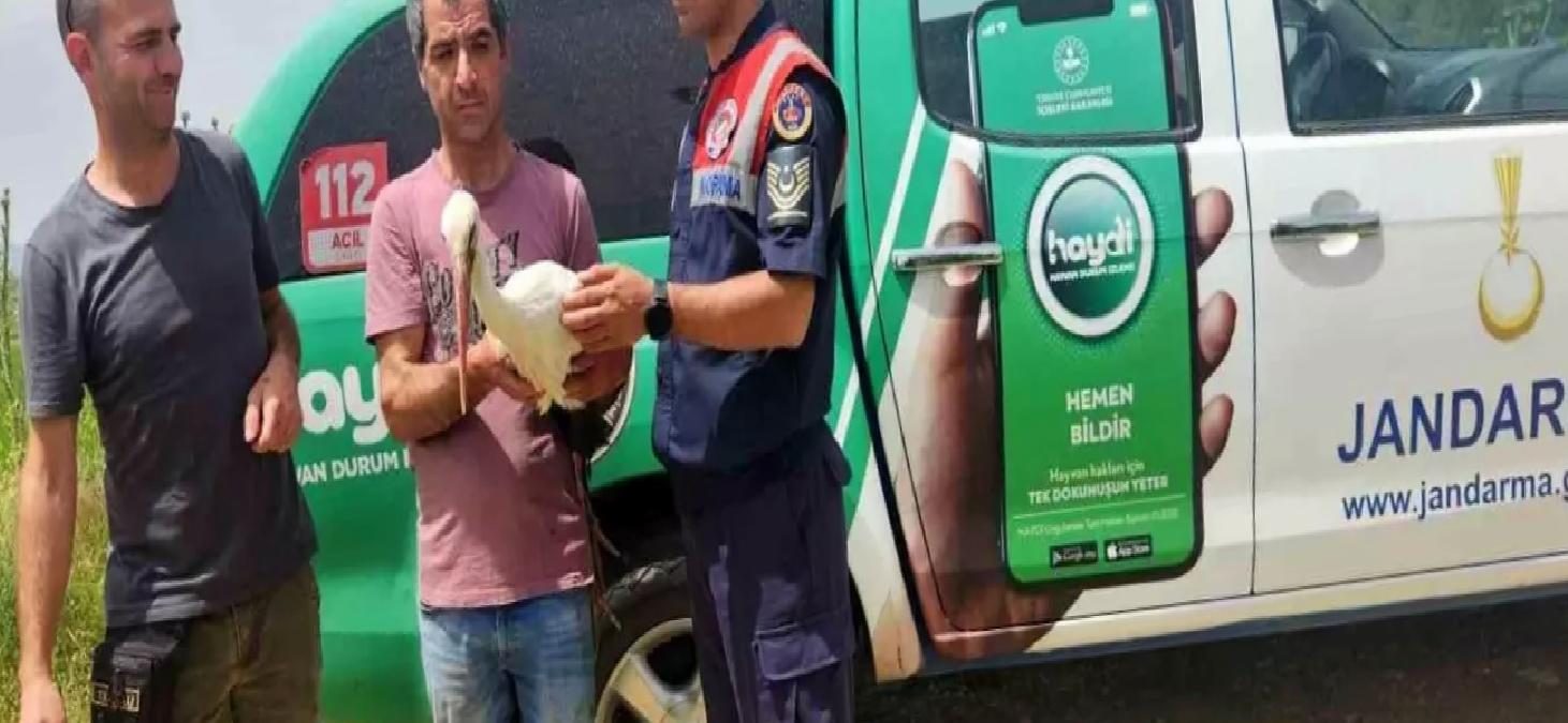Yaralı Leylek Sağlığına Kavuştu