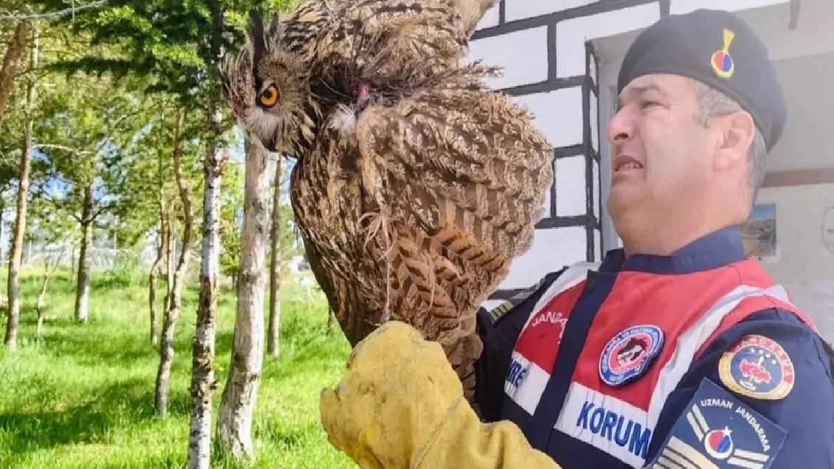 Yaralı Puhu Tedavi Altına Alındı