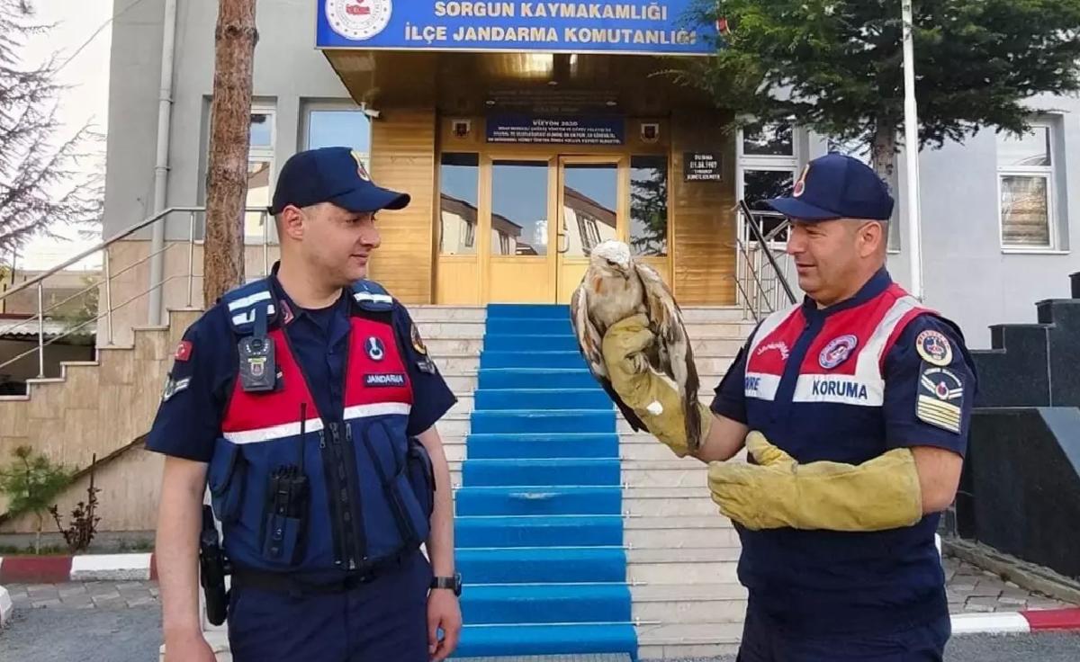 Yaralı Şahin Tedavi Altına Alındı
