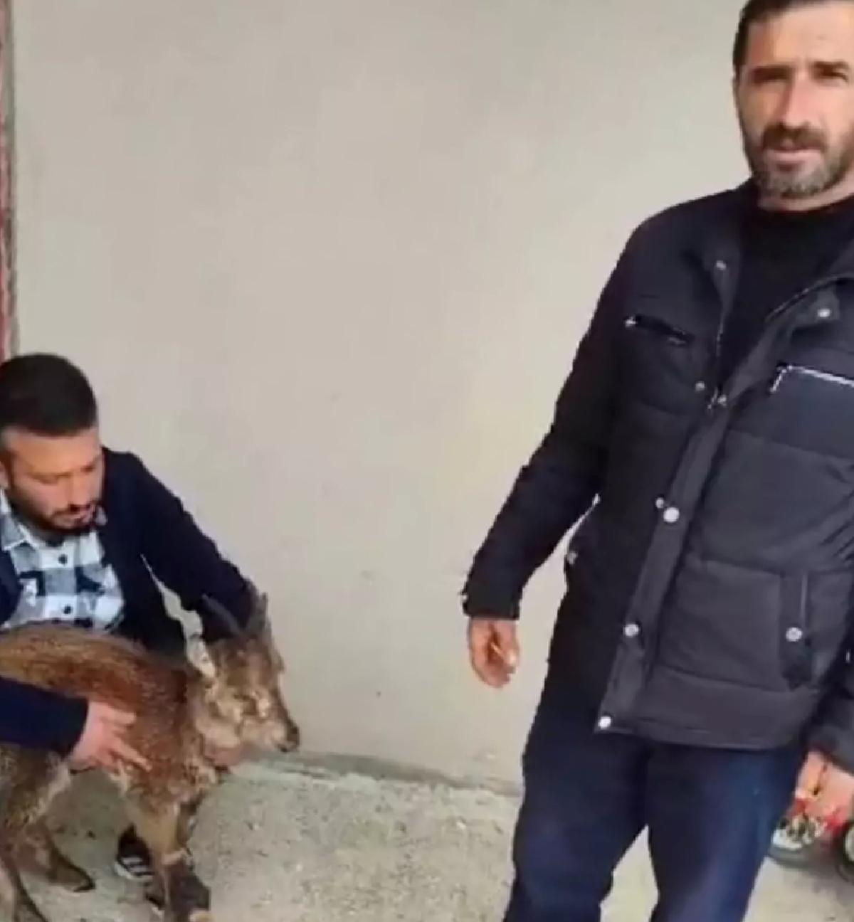 Yaralı Yaban Keçisi Kurtarıldı