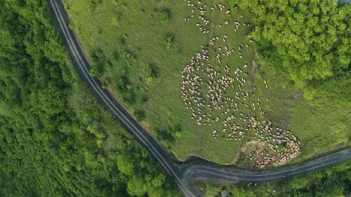 Yayla Göçü Başladı
