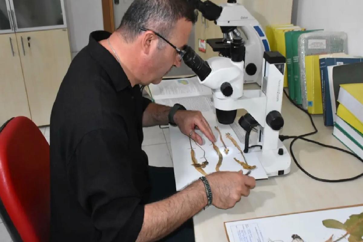 Yeni Yılanyastığı Türü Keşfedildi