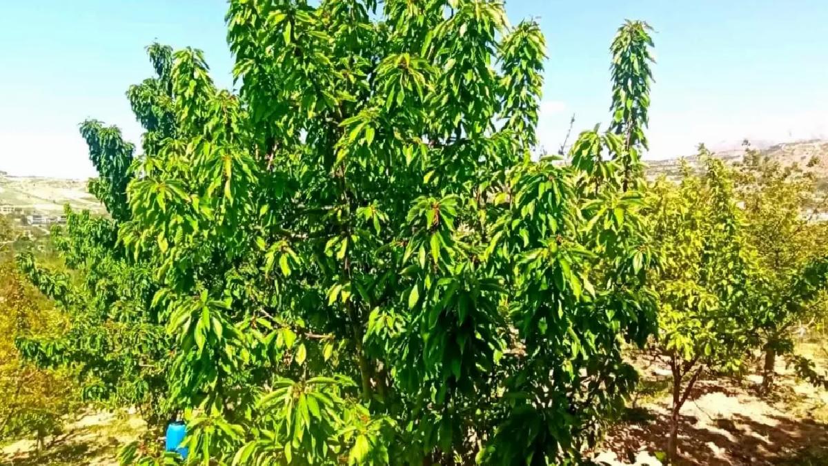 Yeşilyurt’ta Kiraz Yaprağı Umut Oldu