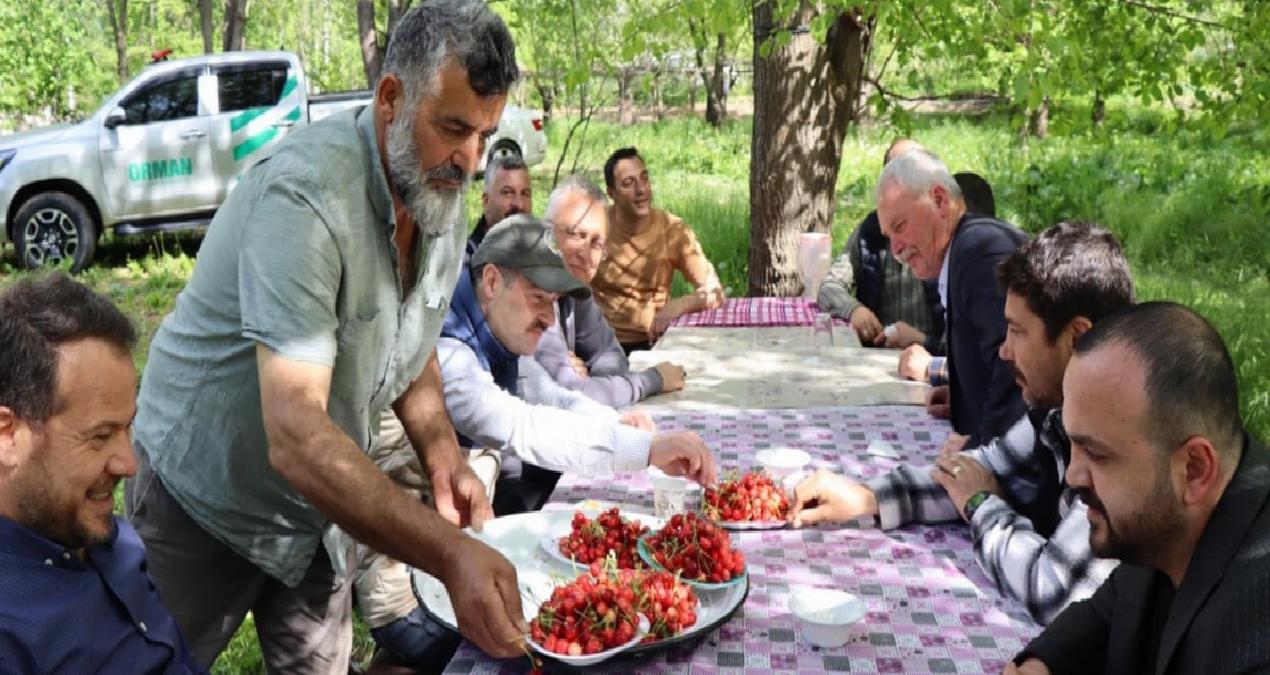 Yılın ilk hasadı başladı, ağaçlar dolup taştı