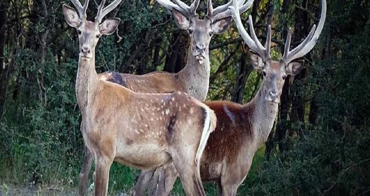 Yollar ve yerleşim yerleri kızıl geyikler arasında akraba evliliğine neden oluyor