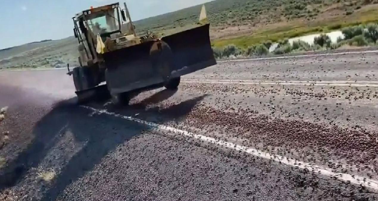 Yollarda, çitlerde, duvarlarda görüldüler: Halk onlara ‘kıyametvari’ diyor