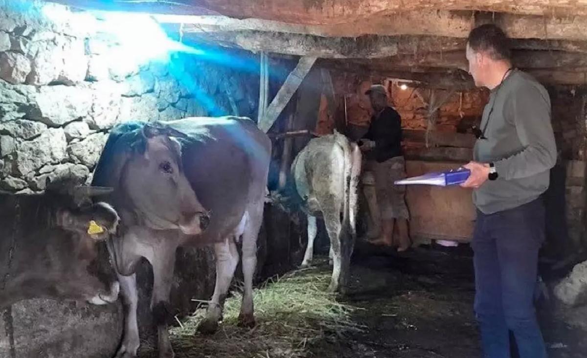 Yüksekova’da Hayvan Aşılama ve Kimliklendirme Çalışmaları