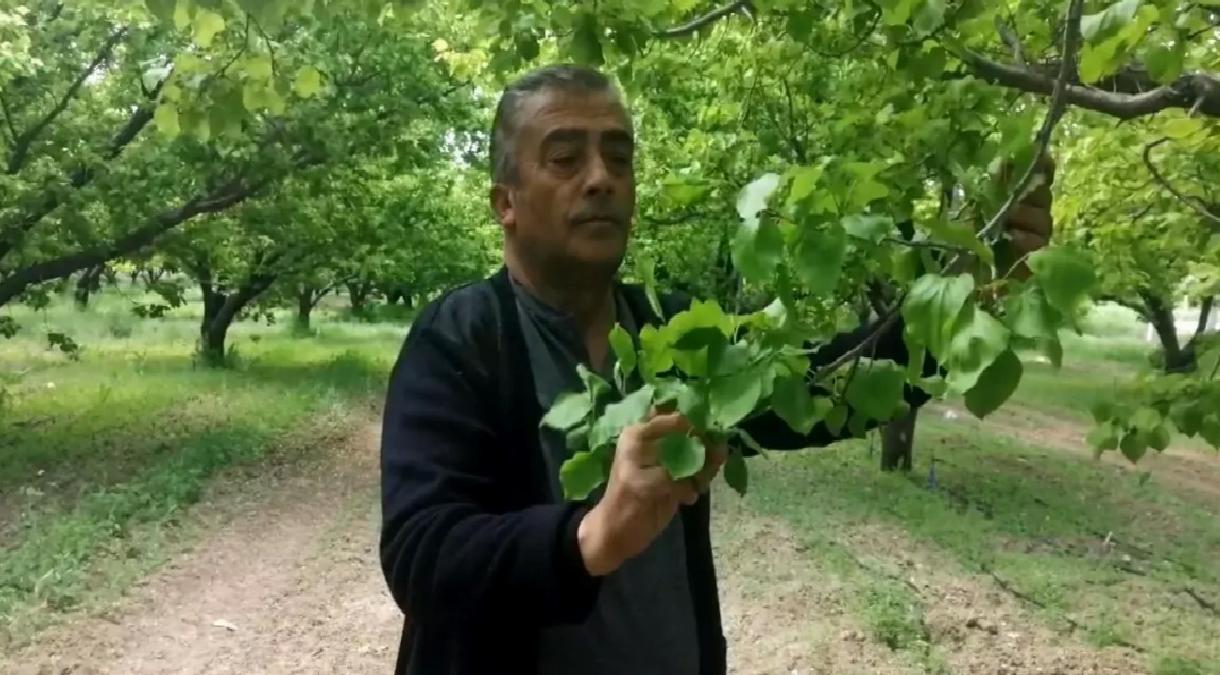 Zirai Don, Kayısı Üreticilerini Vurdu