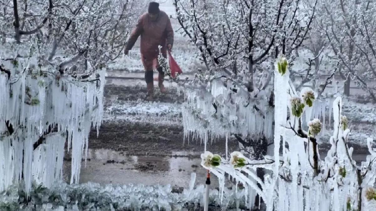 Zirai Don Komisyonu Toplanıyor
