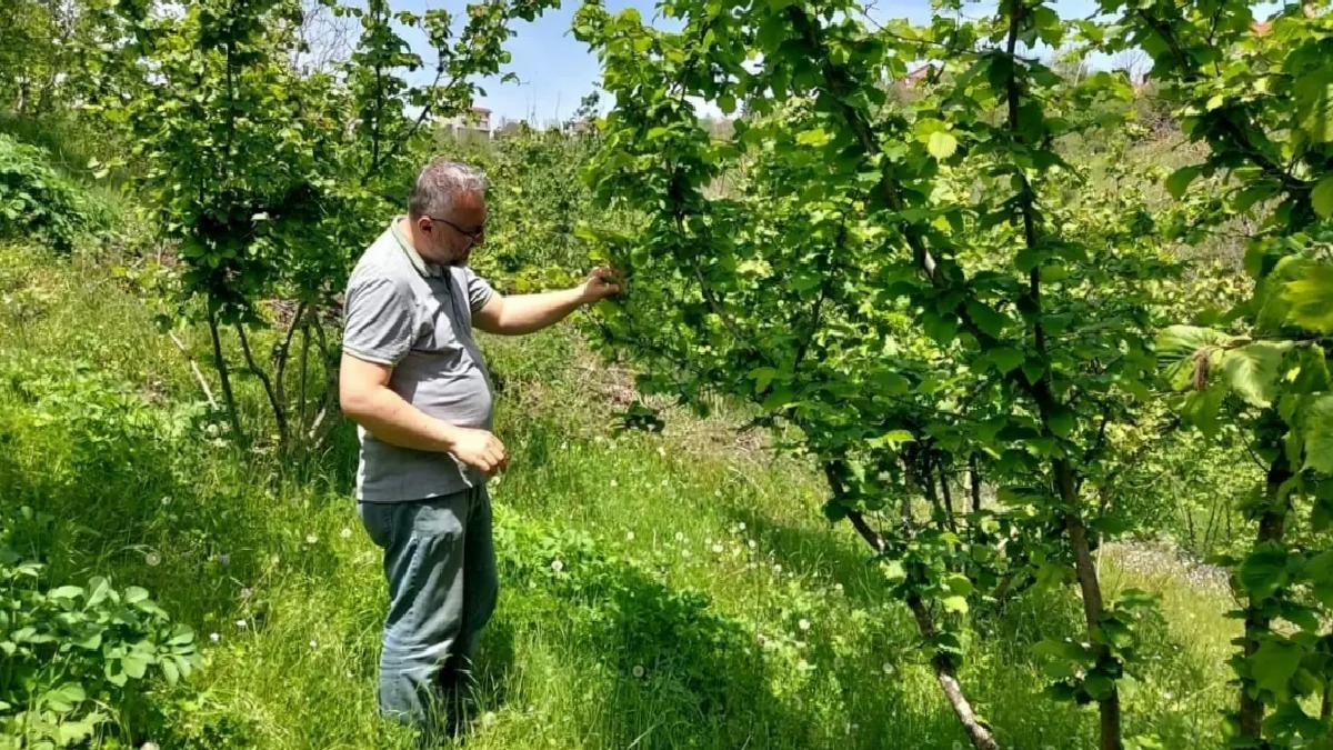 Zonguldak’ta Meyve Ağaçları Kontrolleri Devam Ediyor